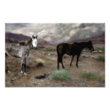 Poneys d'esprit sur un plateau élevé de pays photos sur toile