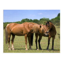 Ponies in Love Postcard