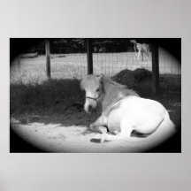 Pony in the Shade Poster