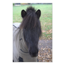 Pony Photo Print