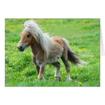 Pony Up Card