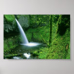 Ponytail Falls, Oregon Print