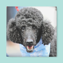 Poodle day 2010 #17 magnets