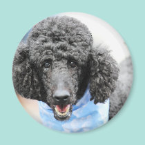 Poodle day 2010 #17 magnets