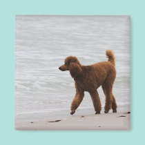 Poodle Day 2010 #18 magnets