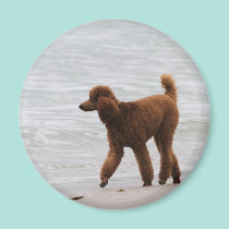 Poodle Day 2010 #18 magnets