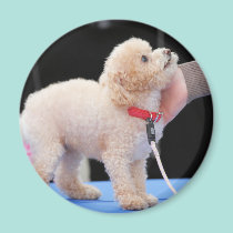 Poodle Day 2010 #20 magnets