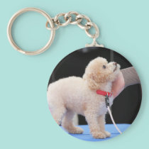 Poodle Day 2010 #20 keychains
