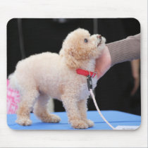 Poodle Day 2010 #20 mousepads