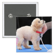Poodle Day 2010 #20 buttons