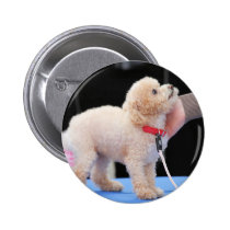 Poodle Day 2010 #20 buttons