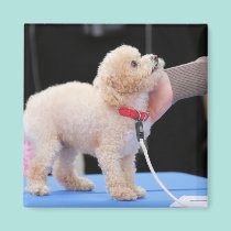 Poodle Day 2010 #20 magnets