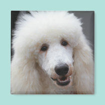 Poodle Day 2010 #4 magnets