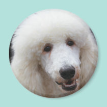 Poodle Day 2010 #4 magnets