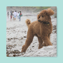 Poodle Day 2010 #8 magnets