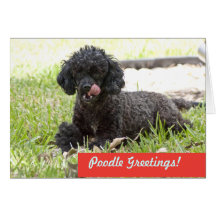 Poodle Greetings! Greeting Card