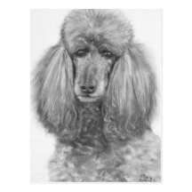 Poodle.jpg standard gris cartes postales