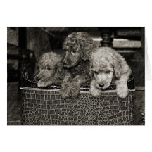 Poodle Notecards