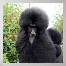 Poodle Posters