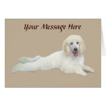 Poodle White Beautiful Greeting Card