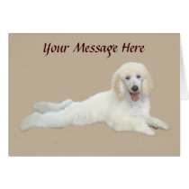 Poodle White Beautiful Greeting Card cards