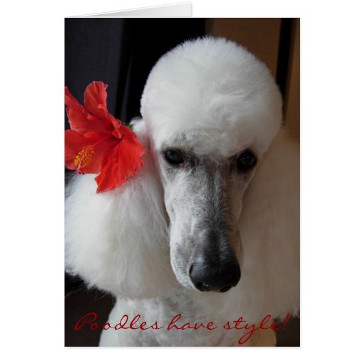Poodles have style! card