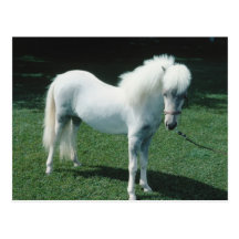 Poofy White Pony Postcard