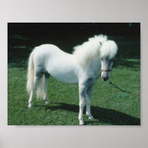Poofy White Pony Posters