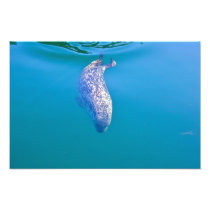 Popeye the Seal Happy New Year Postcards photography