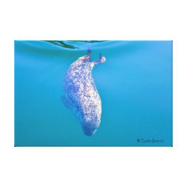 Popeye the Seal Swims in Friday Harbour canvas prints