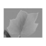 Poplar Tree Leaf Post Cards