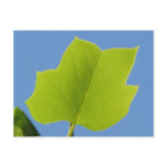 Poplar Tree Leaf Postcard