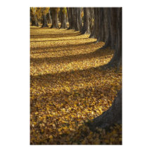 Poplar Trees in Autumn, Lake Wanaka, Otago, Art Photo