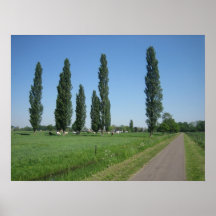 Poplars in a meadow posters