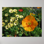 Poppies and Daisies Posters