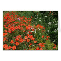 Poppies Cards