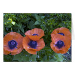 Poppies Cards