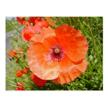 Poppies - Coquelicots Postcard