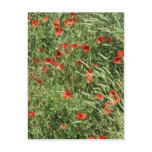 poppies everywhere post cards