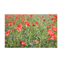 Poppies Gespannter Galerie Druck