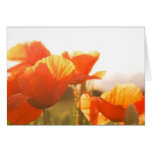 Poppies Greeting Cards