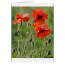 Poppies Greeting Cards