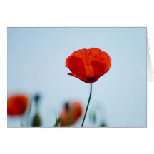 Poppies in a field in Nidd Card