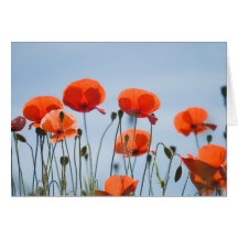 Poppies in a field in Nidd Greeting Card