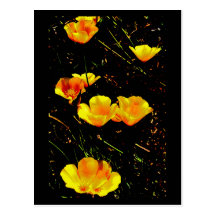 Poppies in a Row Postcard