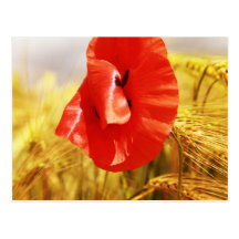 Poppies in the cornfield postkarte