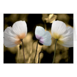 Poppies in the Wind Greeting Card