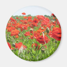 Poppies Magnet