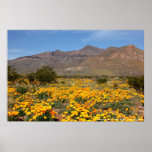 Poppies of El Paso 2010 Posters