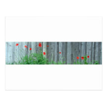 Poppies on a wall post cards